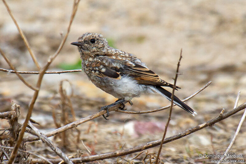 Western Black-eared Wheatearjuvenile, identification