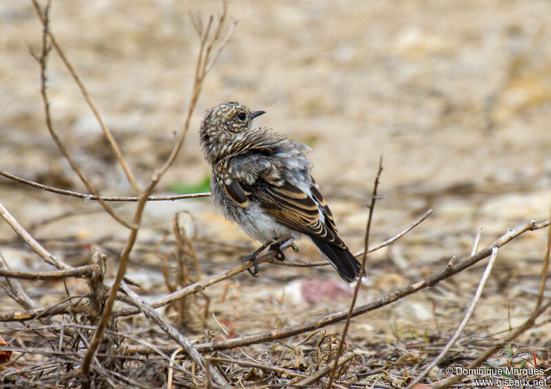 Western Black-eared Wheatearjuvenile, identification