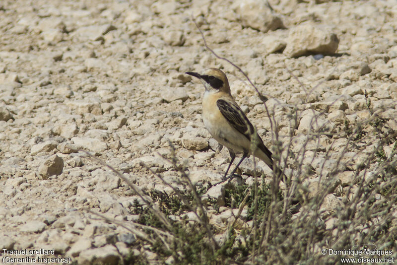 Western Black-eared Wheatear male adult breeding, identification