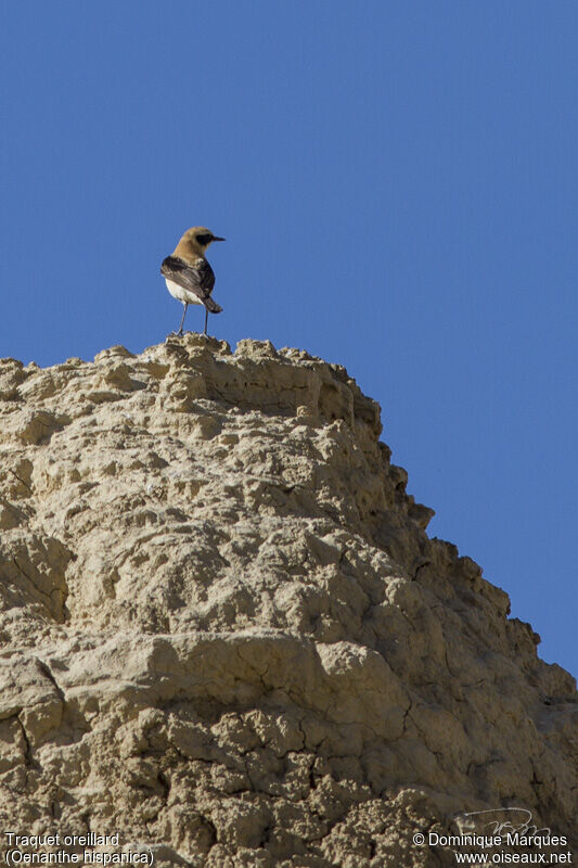 Western Black-eared Wheatear male adult breeding, identification