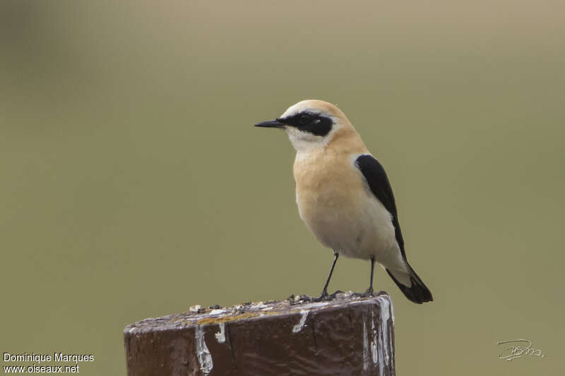 Western Black-eared Wheatear male adult breeding, pigmentation