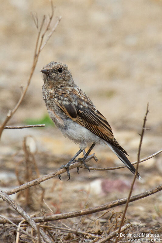 Western Black-eared Wheatearjuvenile, identification