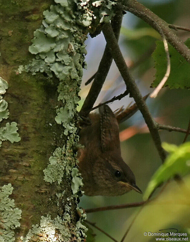 Troglodyte mignon