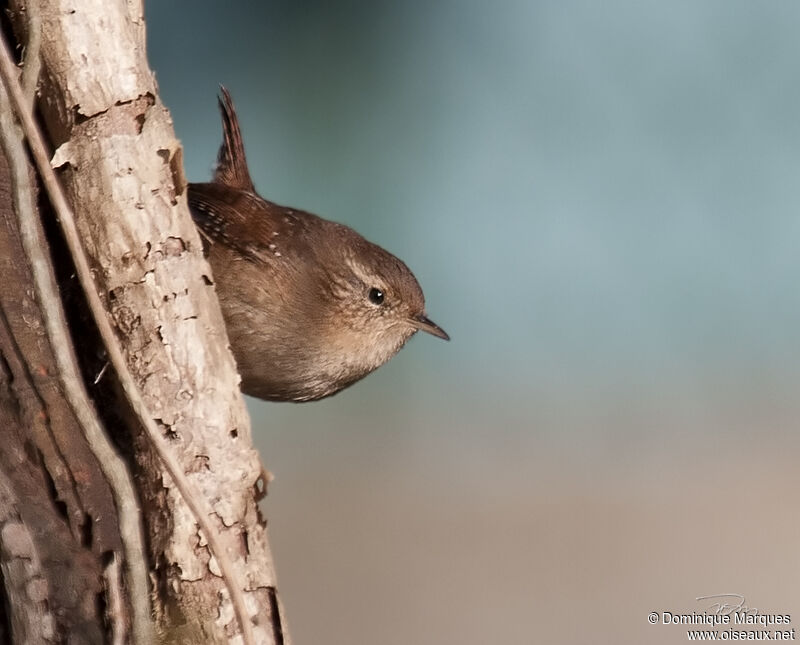 Troglodyte mignonadulte, identification