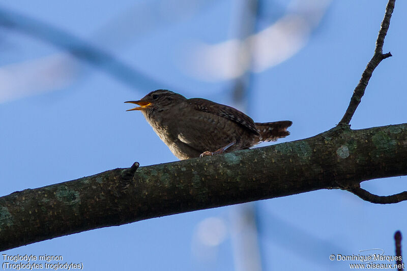 Eurasian Wrenadult, identification