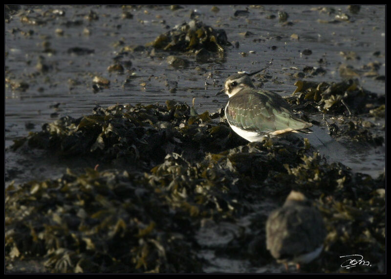 Northern Lapwingadult post breeding, identification