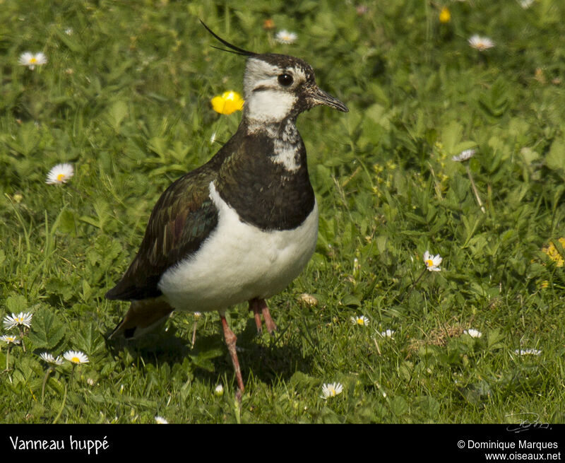 Northern Lapwingadult, identification