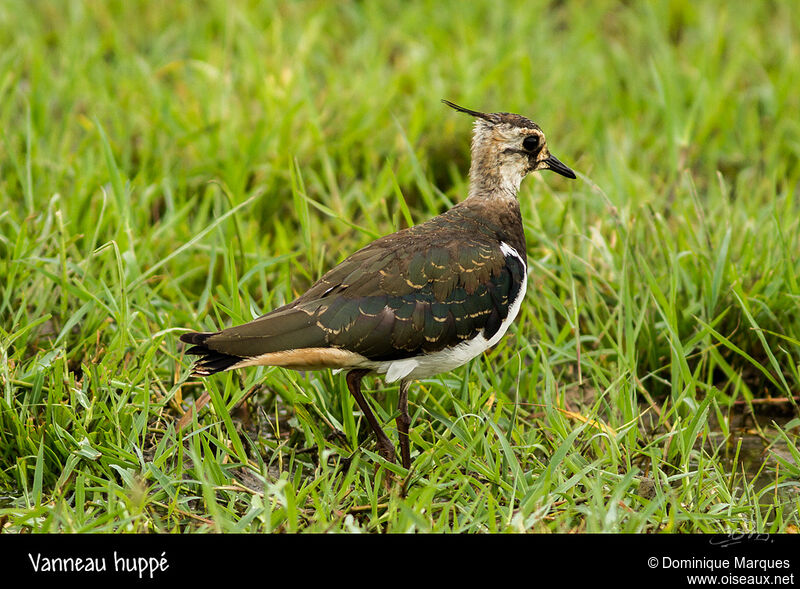 Northern Lapwingjuvenile, identification