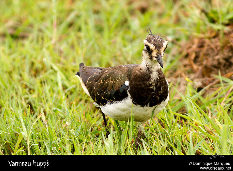 Vanneau huppéjuvénile, identification