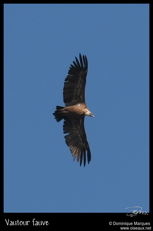 Vautour fauveadulte, identification