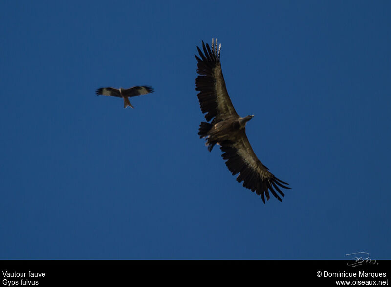 Vautour fauve, Vol