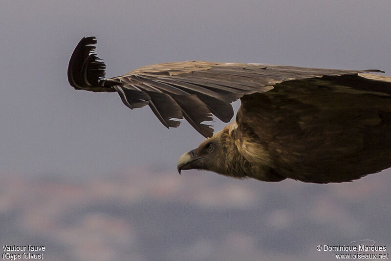 Griffon Vultureadult, close-up portrait, Flight