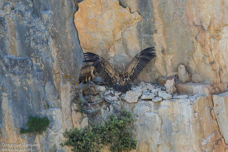 Vautour fauveadulte, habitat, Nidification