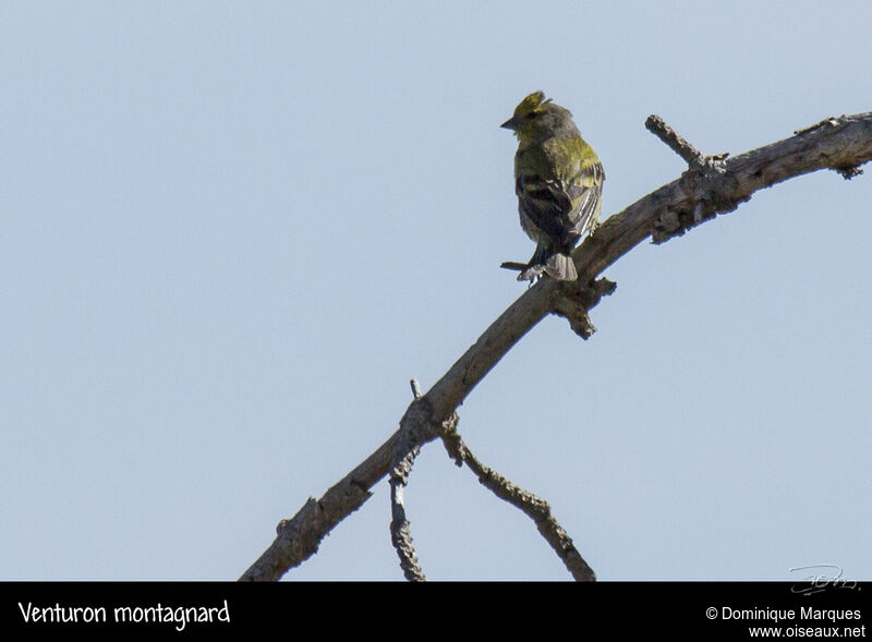 Citril Finch male adult, identification