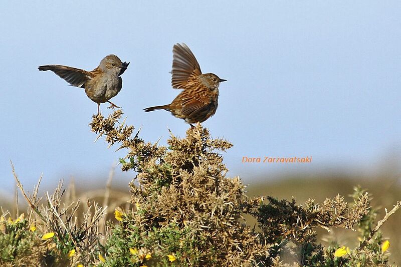 Dunnock