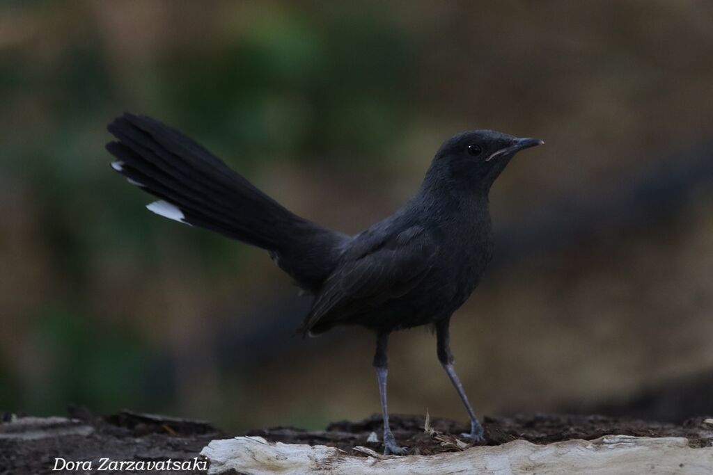 Agrobate podobéadulte, identification, composition