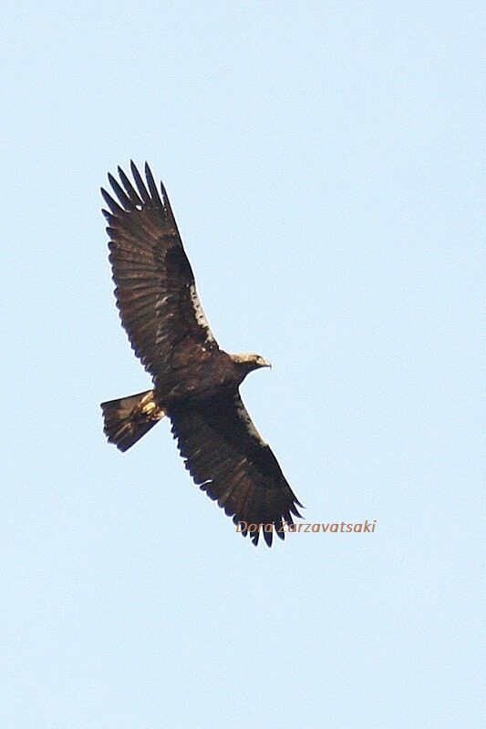 Aigle ibérique