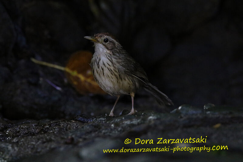 Akalat à poitrine tachetéeadulte, identification