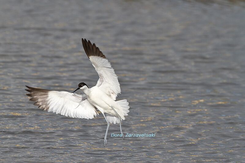 Pied Avocetadult, Flight