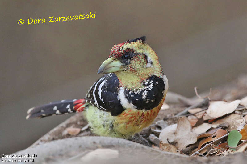 Crested Barbetadult, aspect