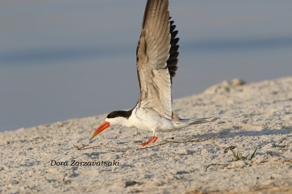 Bec-en-ciseaux d'Afrique