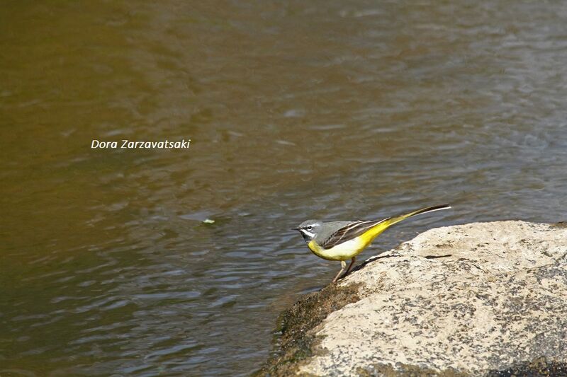 Grey Wagtail