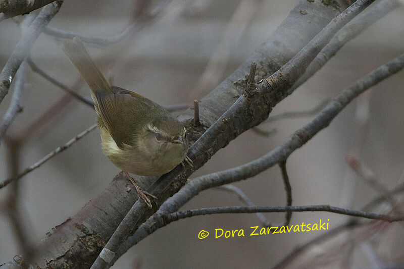 Japanese Bush Warbler