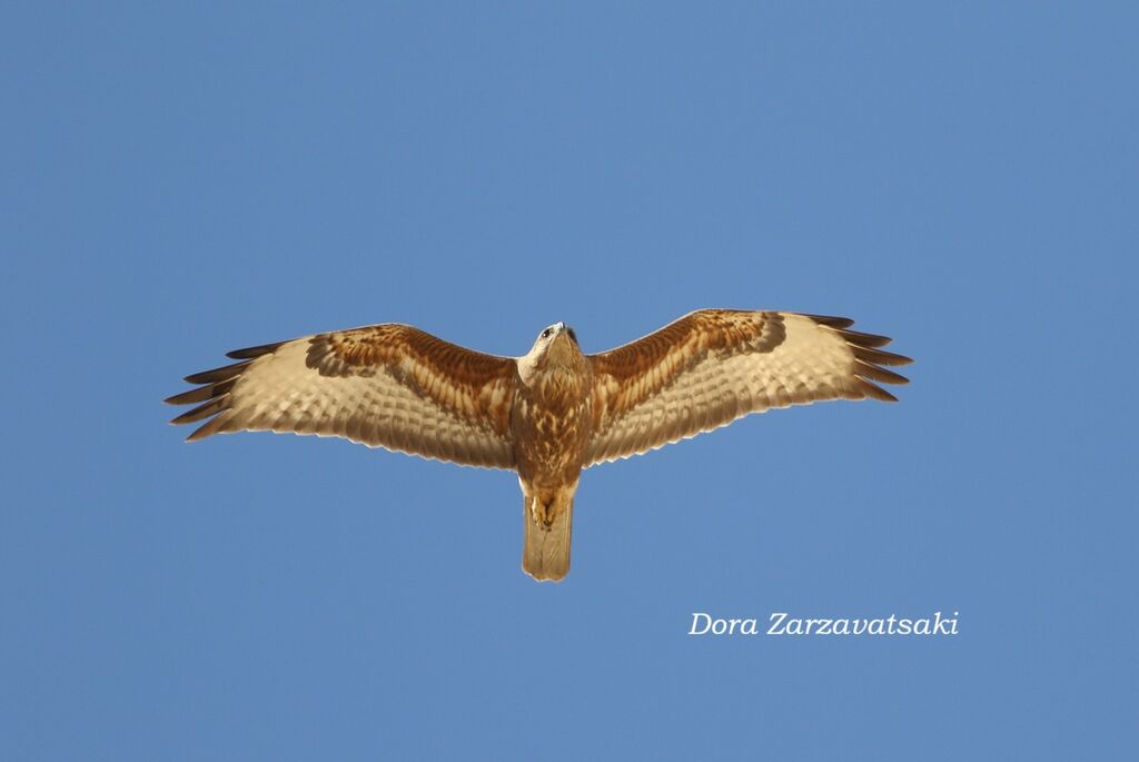 Buse des steppes - Buse de Russie<br />adulte, composition, Vol