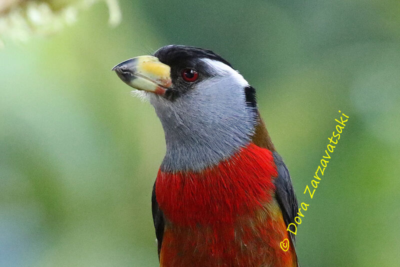 Cabézon toucan mâle adulte, identification