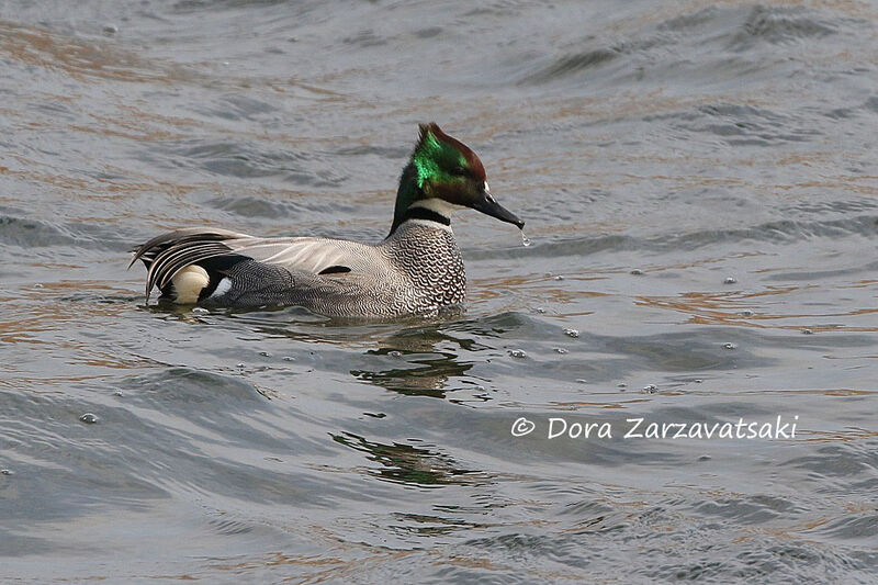 Falcated Duck