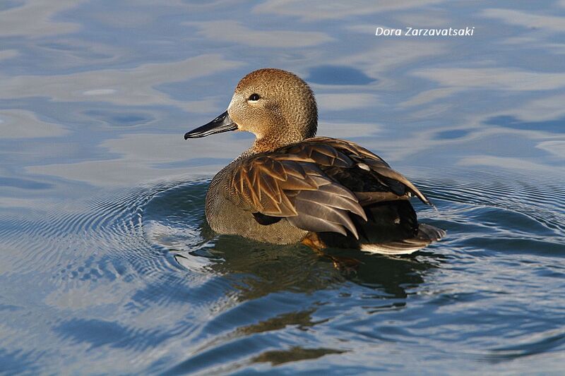 Canard chipeau