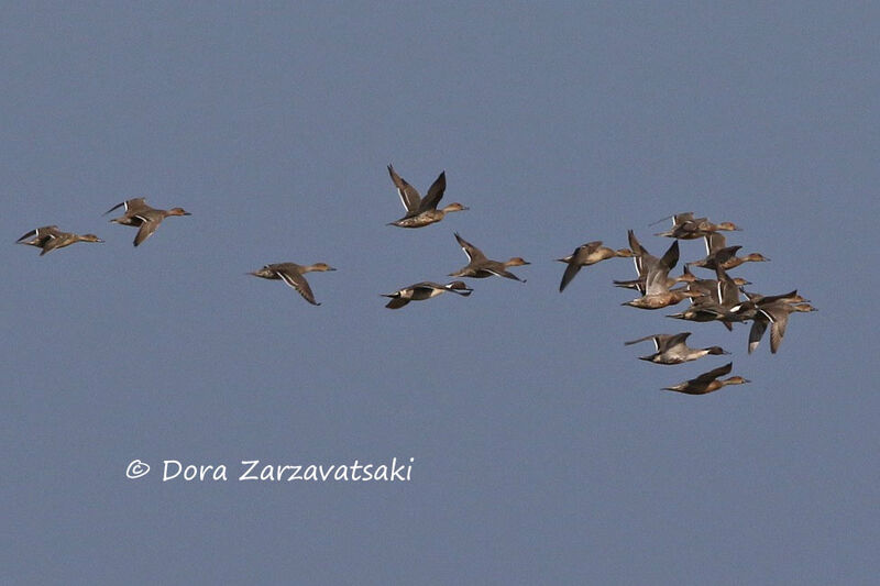 Northern Pintail