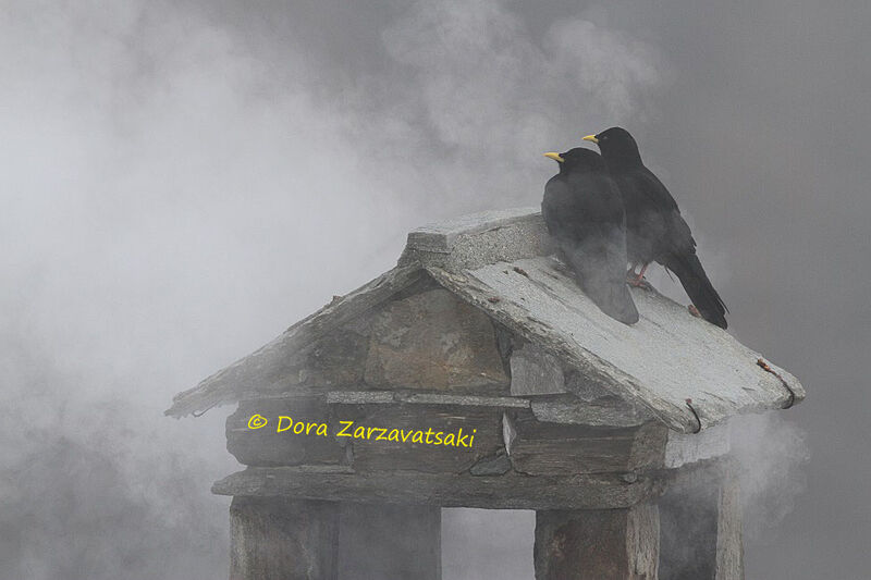 Alpine Chough