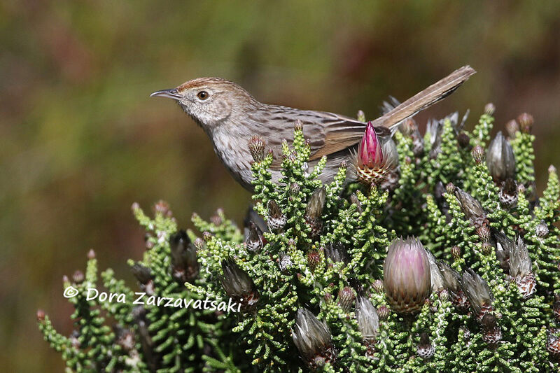 Grey-backed Cisticolaadult