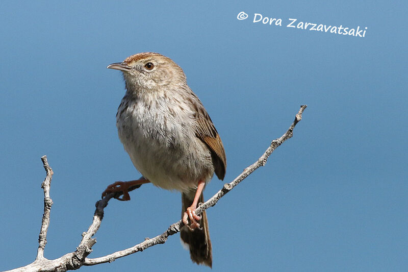 Grey-backed Cisticolaadult