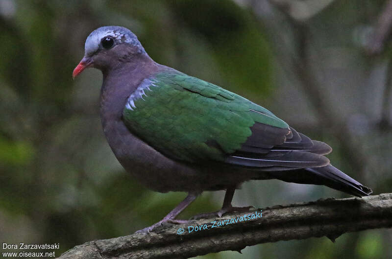 Common Emerald Dove male adult, close-up portrait