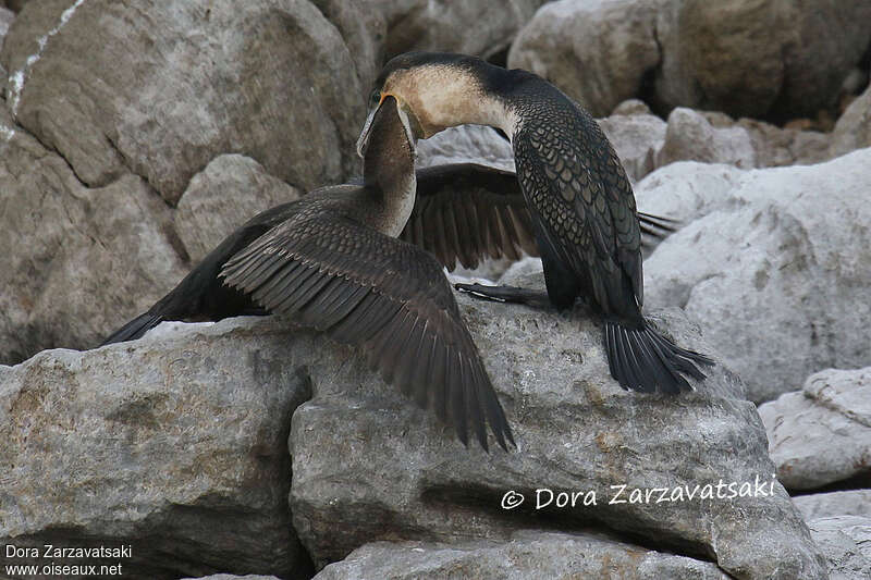 Cormoran à poitrine blanche, mange, Nidification