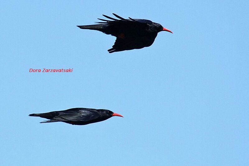 Red-billed Chough