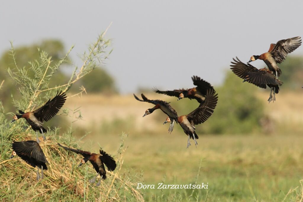 Dendrocygne veuf, composition, Vol
