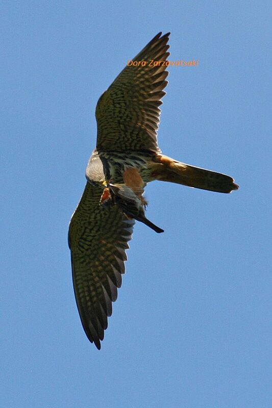 Eurasian Hobby