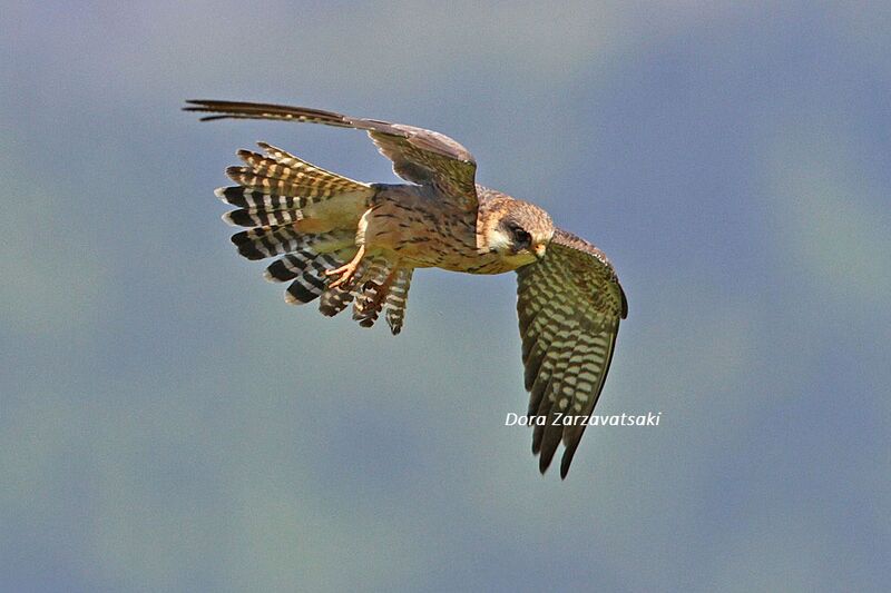 Red-footed Falcon