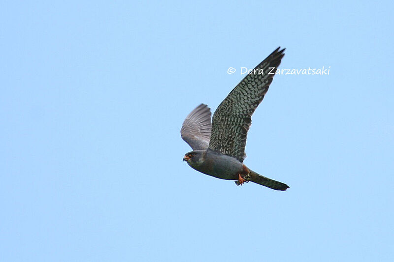 Red-footed Falcon