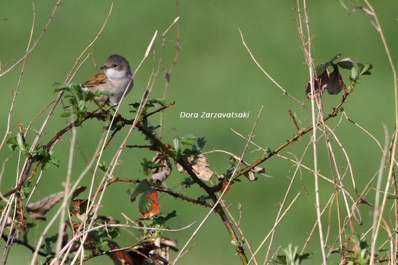 Common Whitethroat