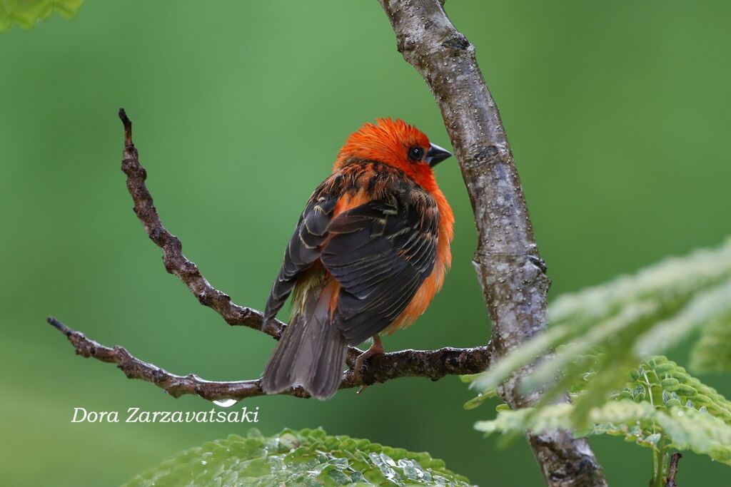 Foudi rouge mâle adulte, identification, mue