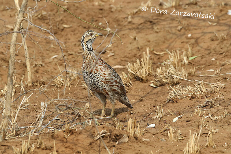 Francolin de Shelleyadulte