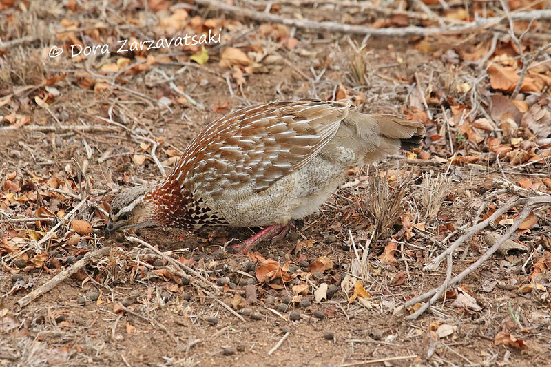 Crested Francolinadult, eats