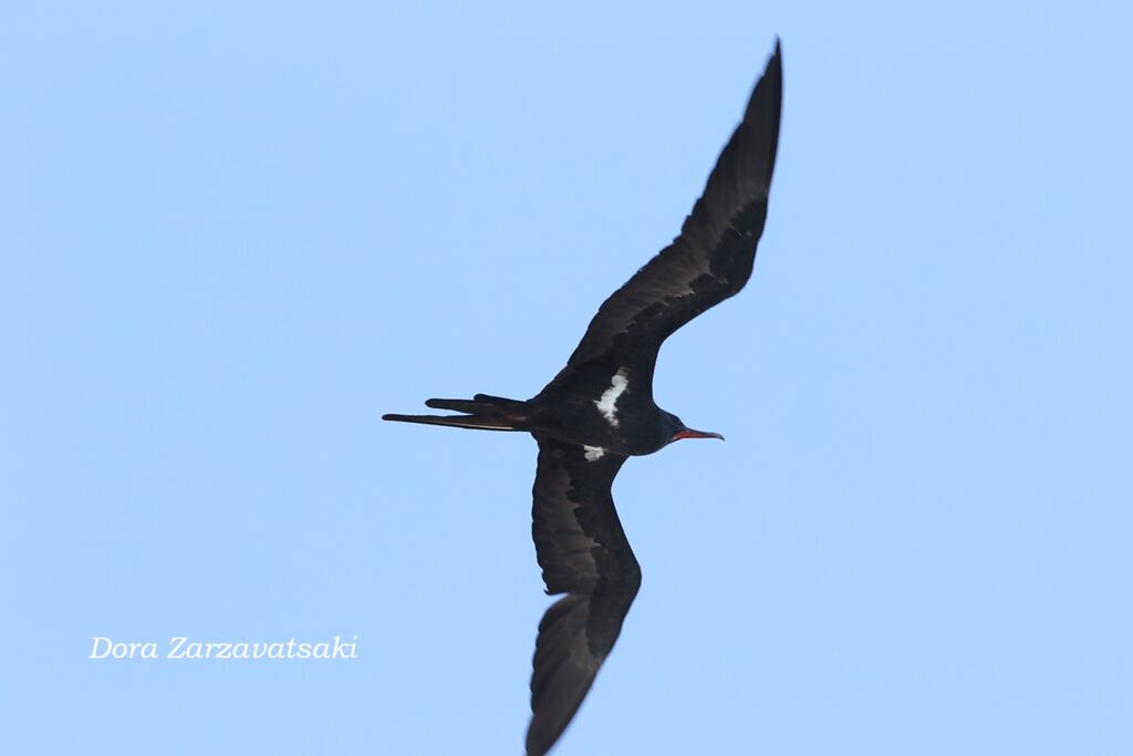 Frégate ariel mâle adulte, Vol