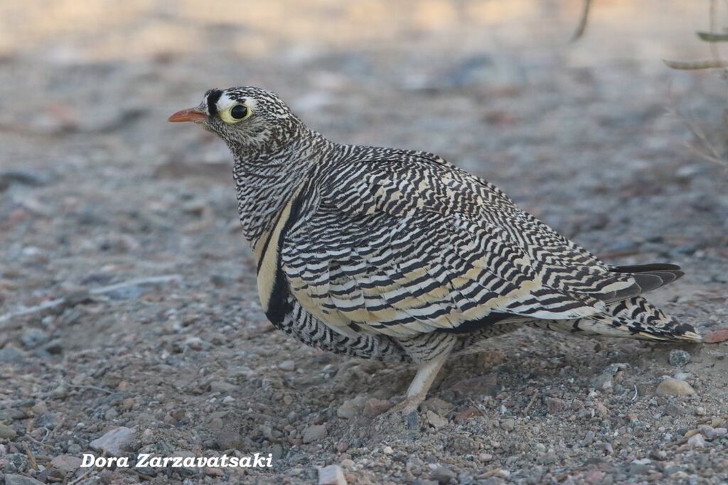 Ganga de Lichtenstein mâle adulte, identification, composition, marche
