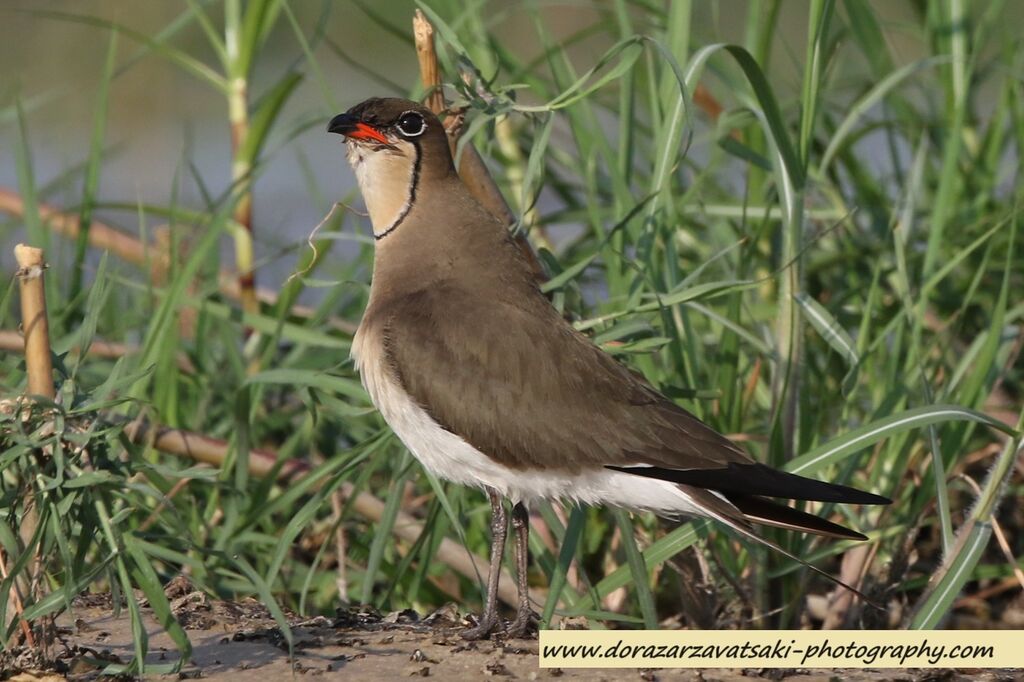 Glaréole à collieradulte nuptial, identification