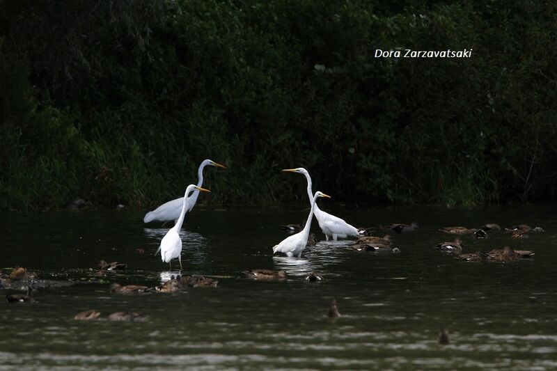 Grande Aigrette